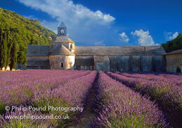 Lavender field in Provence, France