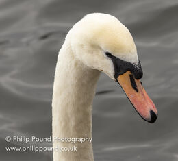 Mute swan portrait
