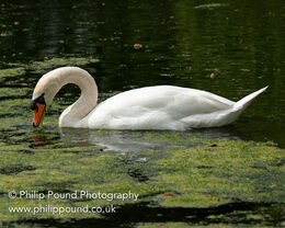 Mute swan near pond weed