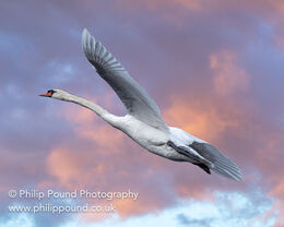 Mute swan in flight