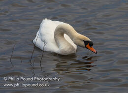 Mute swan with neck stretched out