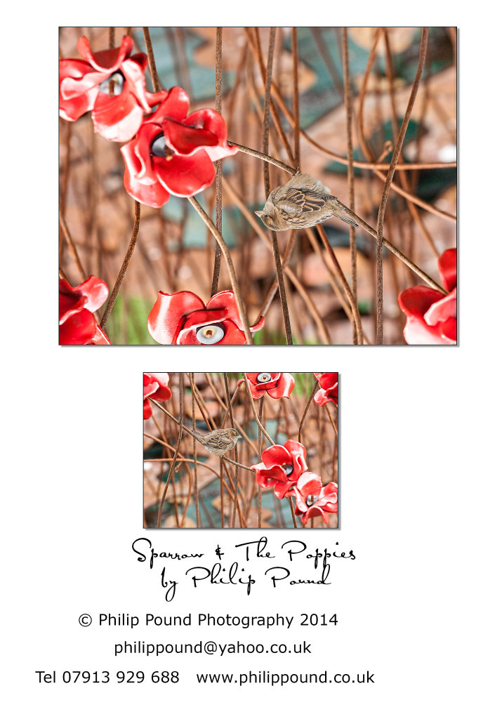 Sparrow on the red poppies at the Tower of London
