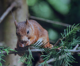 Red Squirrel 1