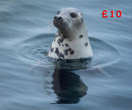 Seal 17