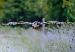 Short Eared Owl in Flight 2