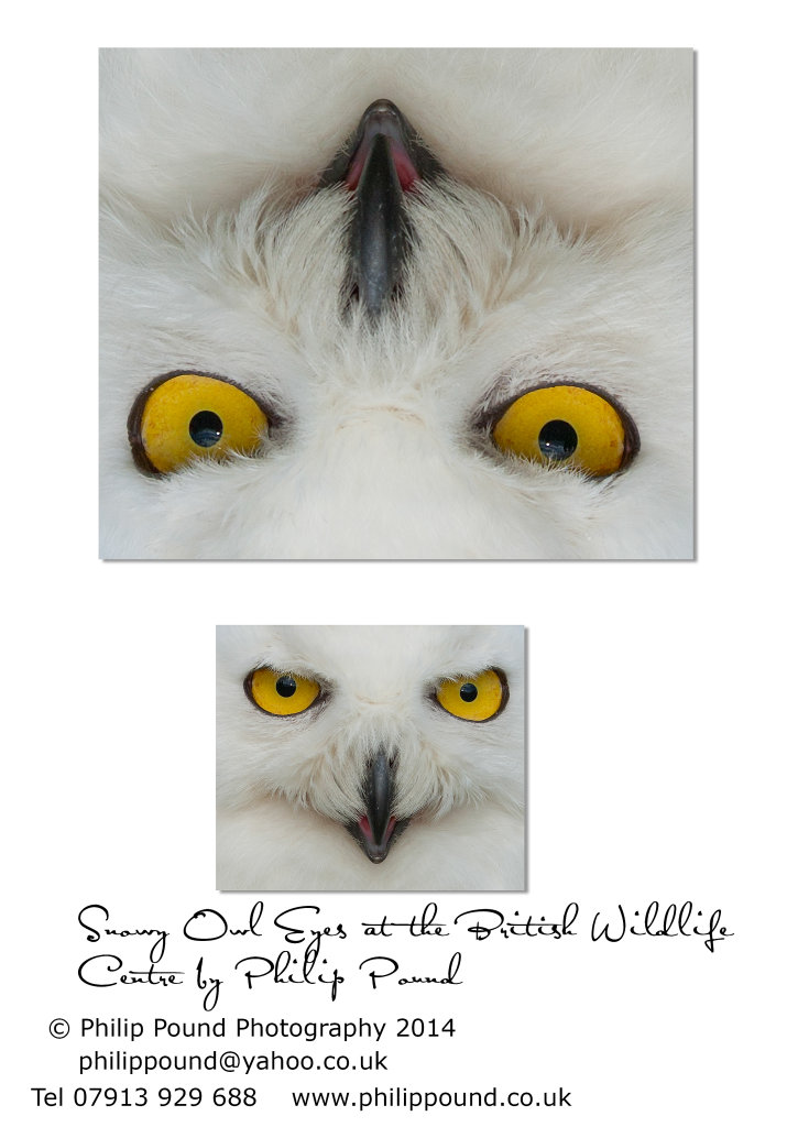 Snowy Owl Eyes
