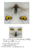 Snowy Owl Eyes