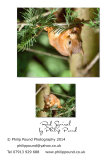 Red Squirrel in a Fir Tree
