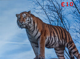 Tiger 18