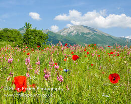 Wild flowers in meadow in Umbria, Italy
