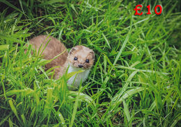Weasel 15