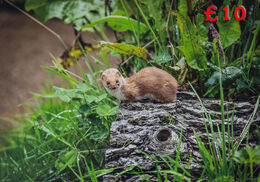 Weasel 16