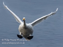 Whooper Swans