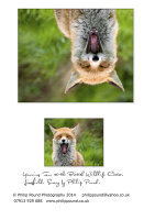 Yawning Fox Greetings Card