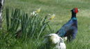 Wesley Pheasant