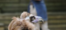 Black Vulture