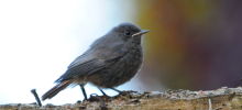 Fledgling Redstart