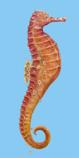 SEAHORSE New Media 60cm X 30cm