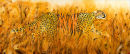 The Hunted (Oil On Canvas) 50cm X 120cm X 1.7cm - Frameless..(SOLD_PRIVATE COLLECTION_SINGAPORE)