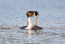 Great crested grebe pair