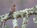Kestrel in the Cairngorms