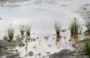 Sedge growing in a clay quarry