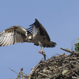 Osprey- Cairngorms