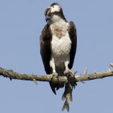 Male osprey with fish