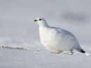 Ptarmigan in the snow - Cairngorms