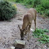 Roe buck