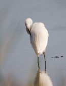 Little egret