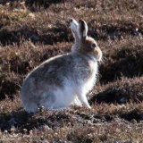 Mountain hare