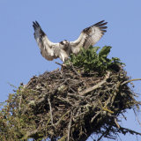 Ospreys mating
