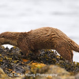 Shetland otter