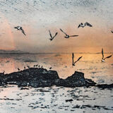 The sea-pies (indigo)