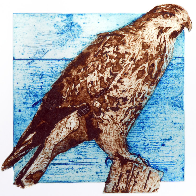 Midsummer buzzard