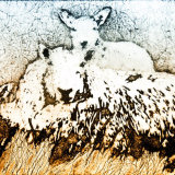 Cheviot ewe and twin lambs