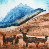 Deer on the road to Tongue II