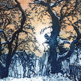 Snowy oaks at the Big Burn