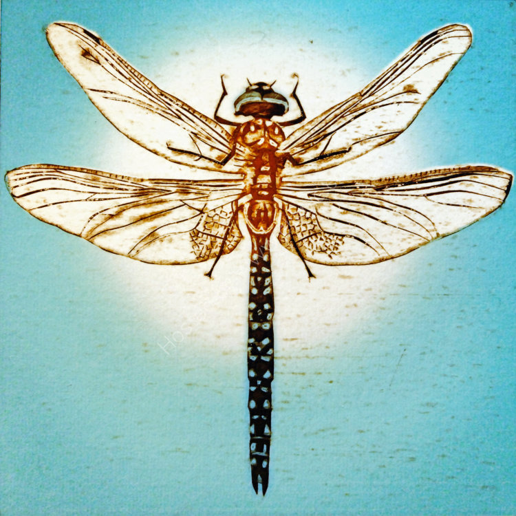 Azure hawker