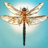Azure hawker