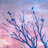 February jackdaws