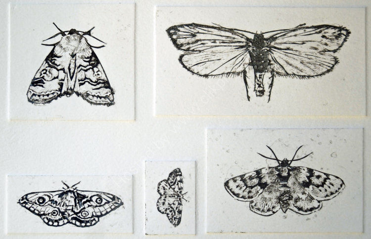 Moths of the Northern Highlands