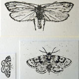 Moths of the Northern Highlands