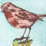 Robin