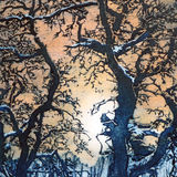 Snowy oaks at the Big Burn
