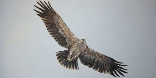 Spanish Imperial Eagle 2