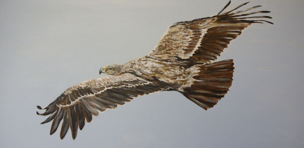 Spanish Imperial Eagle 1