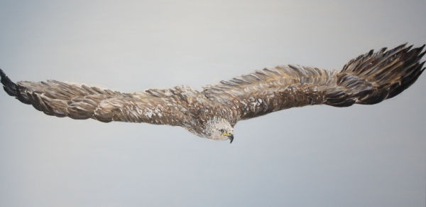 Spanish Imperial Eagle 3