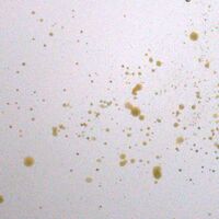 Starling- In Progress 1